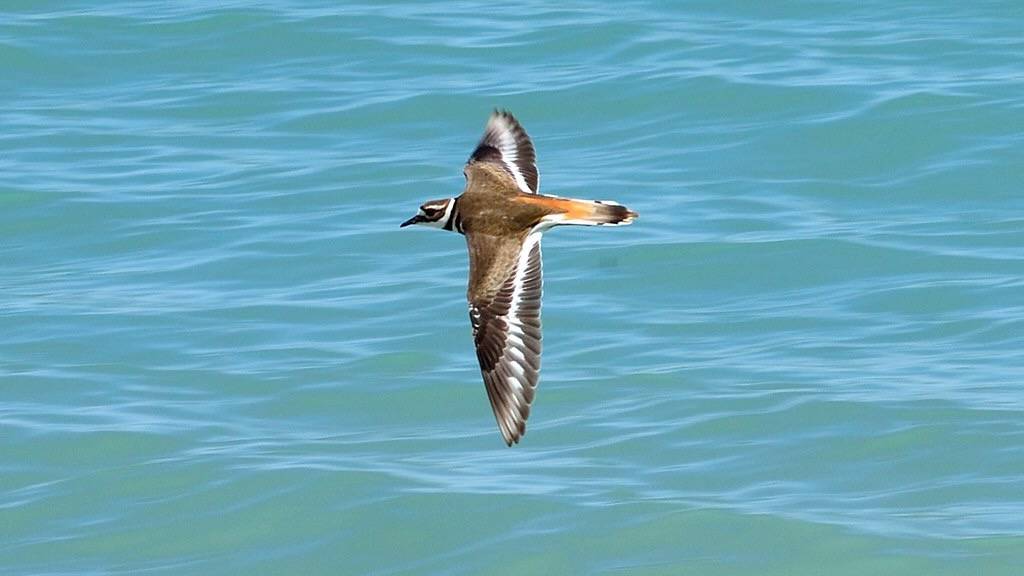 Killdeer in Flight by AdamB1995 is licensed under CC BY 2.0.